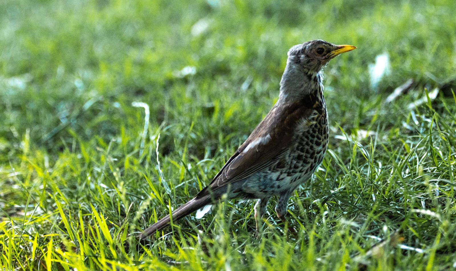 150-600mm F5-6.3 DG OS HSM | Contemporary 015 sample photo. Song thrush, grass, nature photography