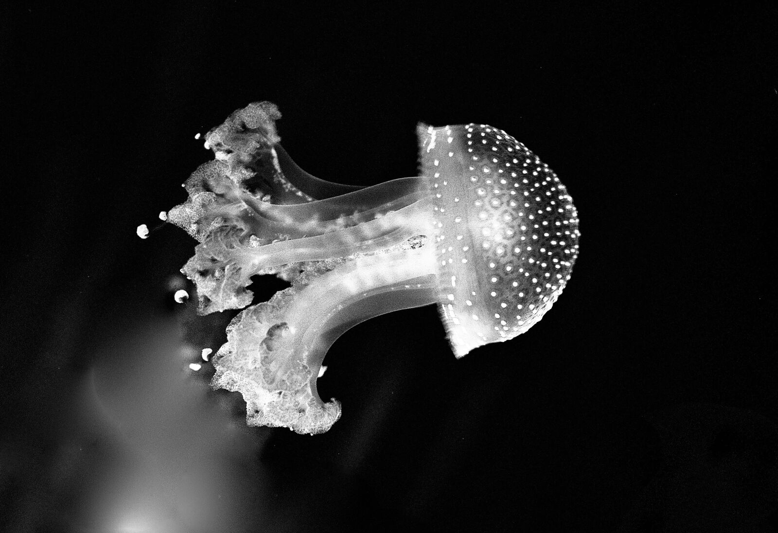 Nikon D90 sample photo. Jellyfish, sea, black and photography