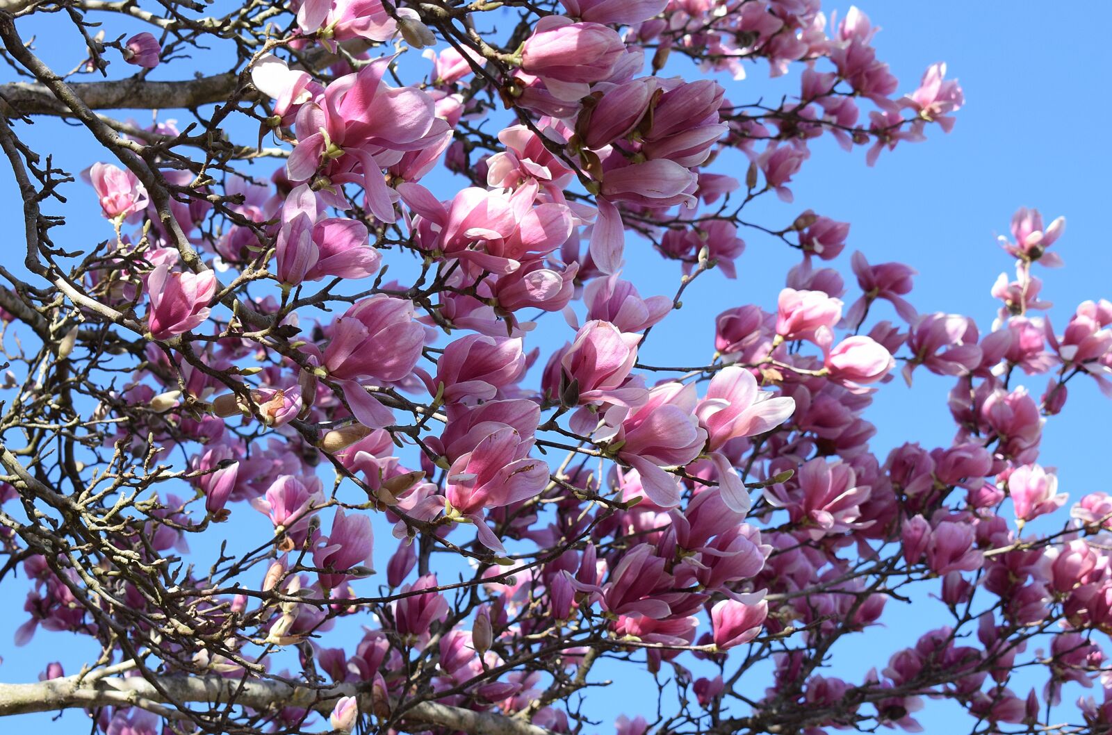 Nikon D3300 sample photo. Pink magnolia, magnolia, tree photography