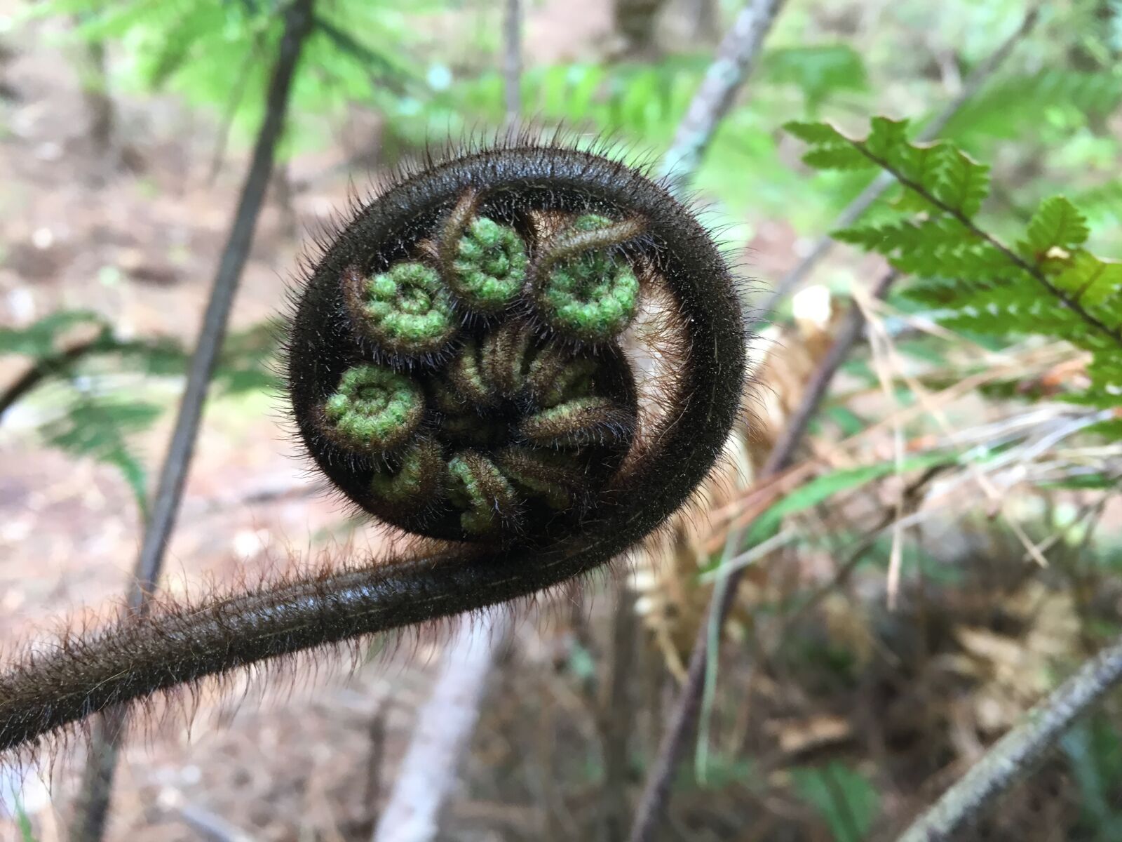 Apple iPhone 6 sample photo. Koru, new, fern photography