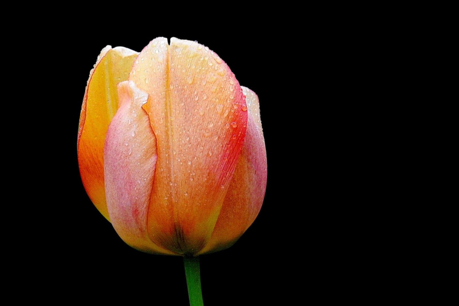 Nikon Coolpix P900 sample photo. Flower, nature, tulip photography