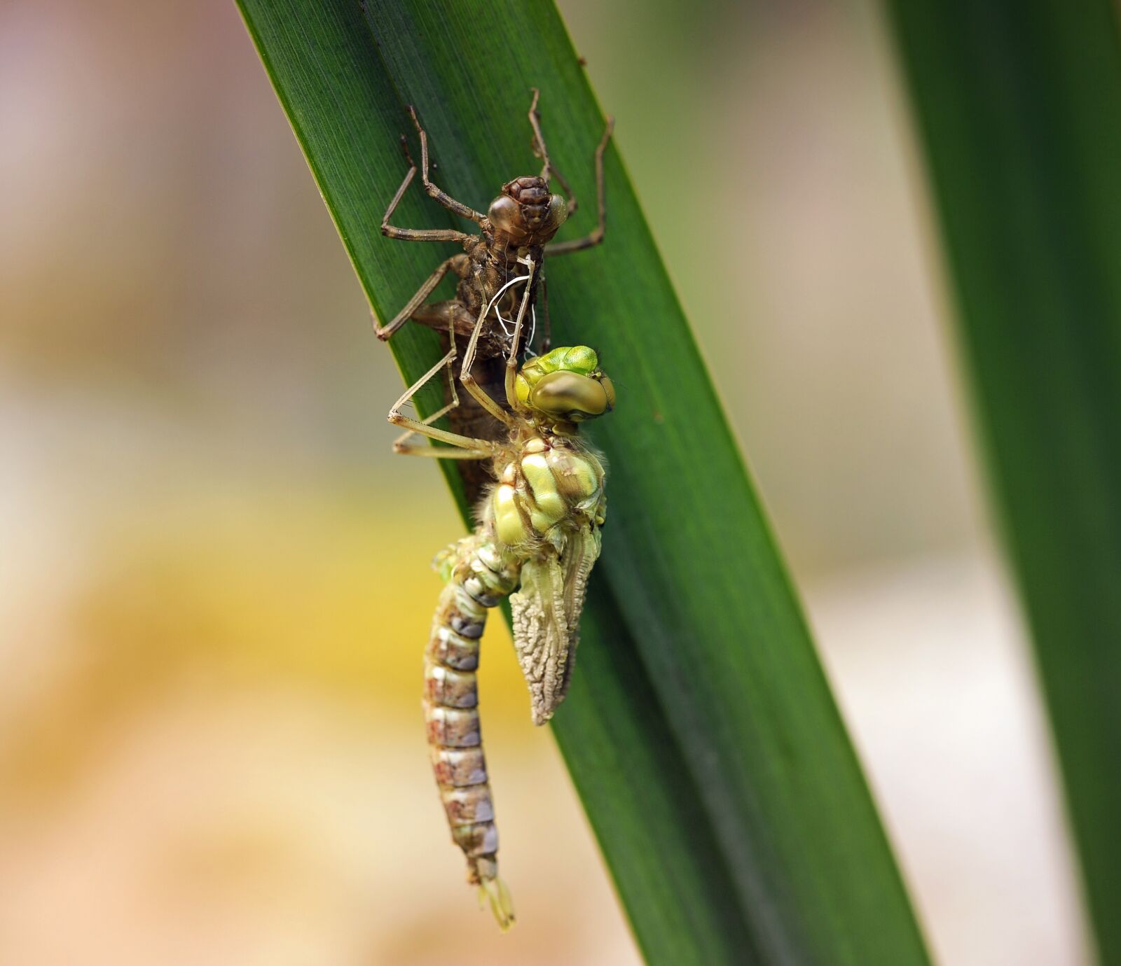 Nikon D3S sample photo. Dragonfly, young animal, larva photography