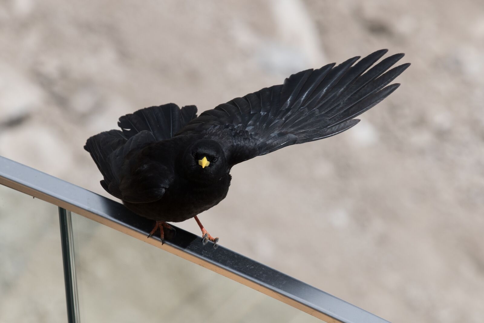 Canon EOS-1D X Mark II sample photo. Bird, wing, animal world photography