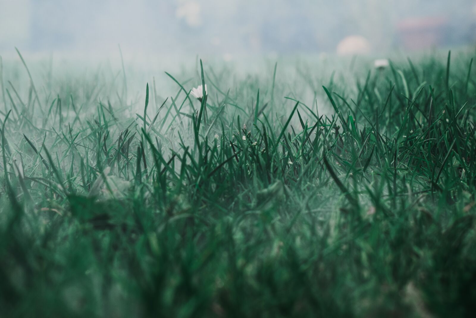 Nikon D3300 sample photo. Meadow, fog, nature photography