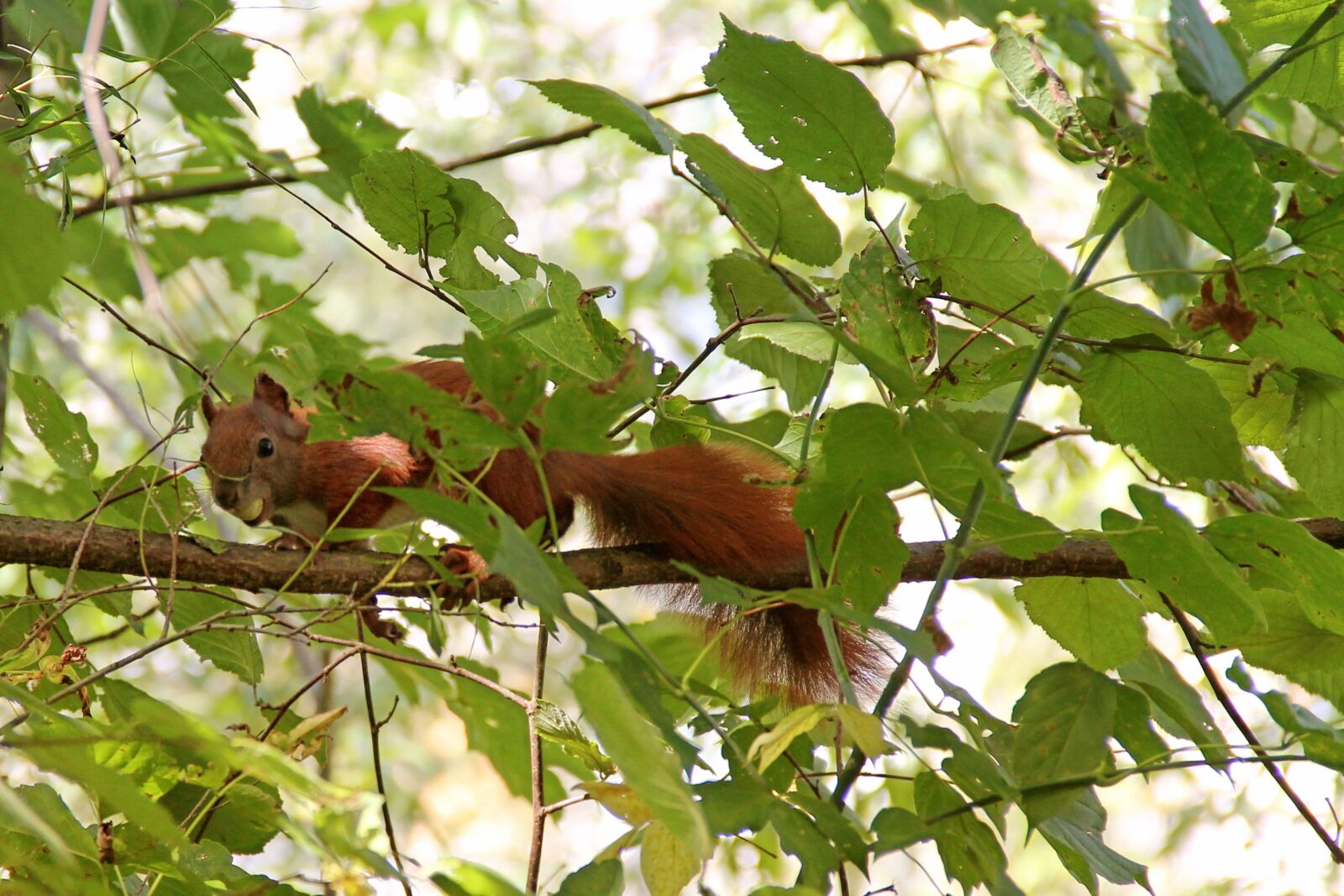 Canon EOS 1100D (EOS Rebel T3 / EOS Kiss X50) + Canon EF-S 18-135mm F3.5-5.6 IS sample photo. Squirrel, tree, branches photography