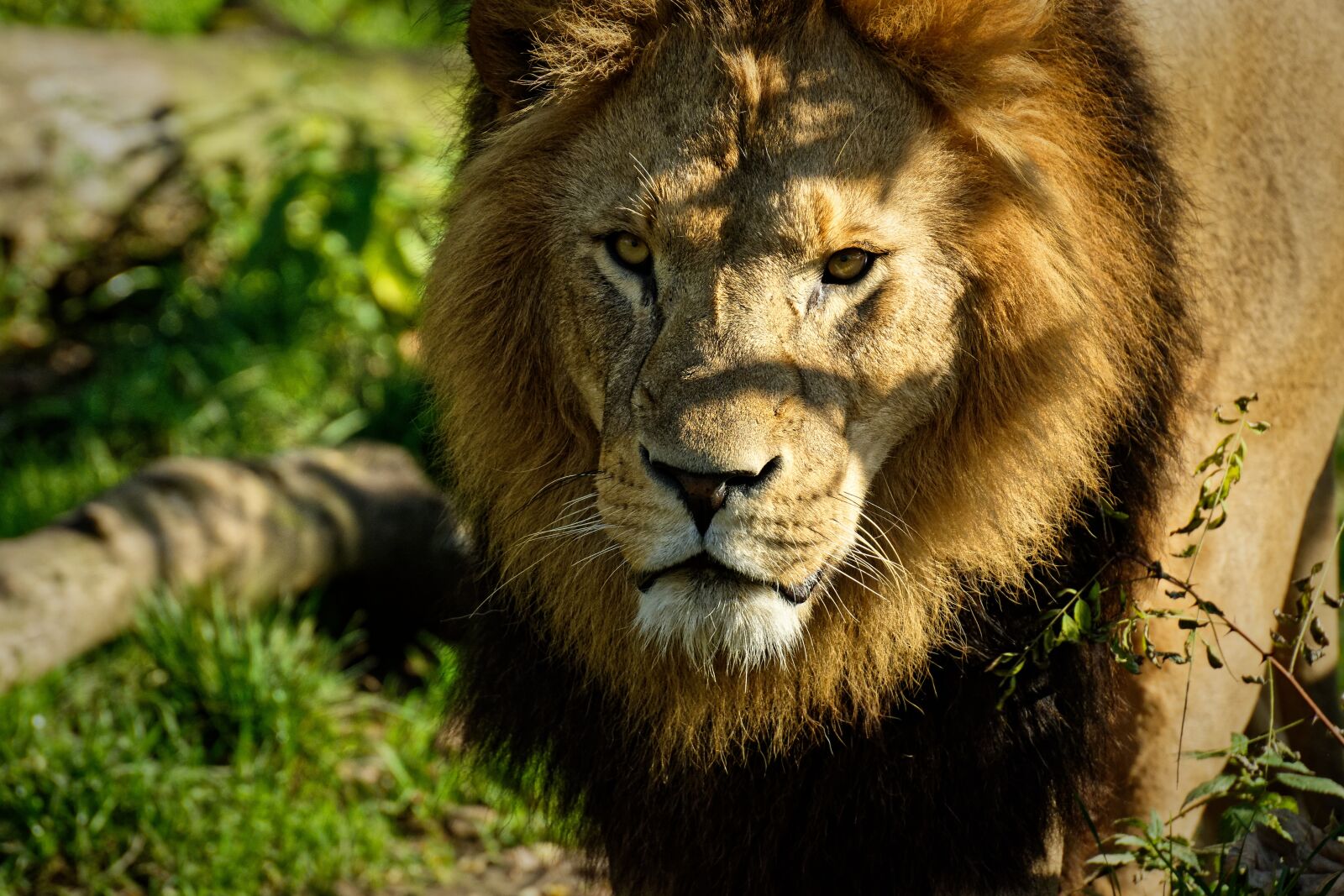 Nikon D7200 sample photo. Lion, predator, dangerous photography