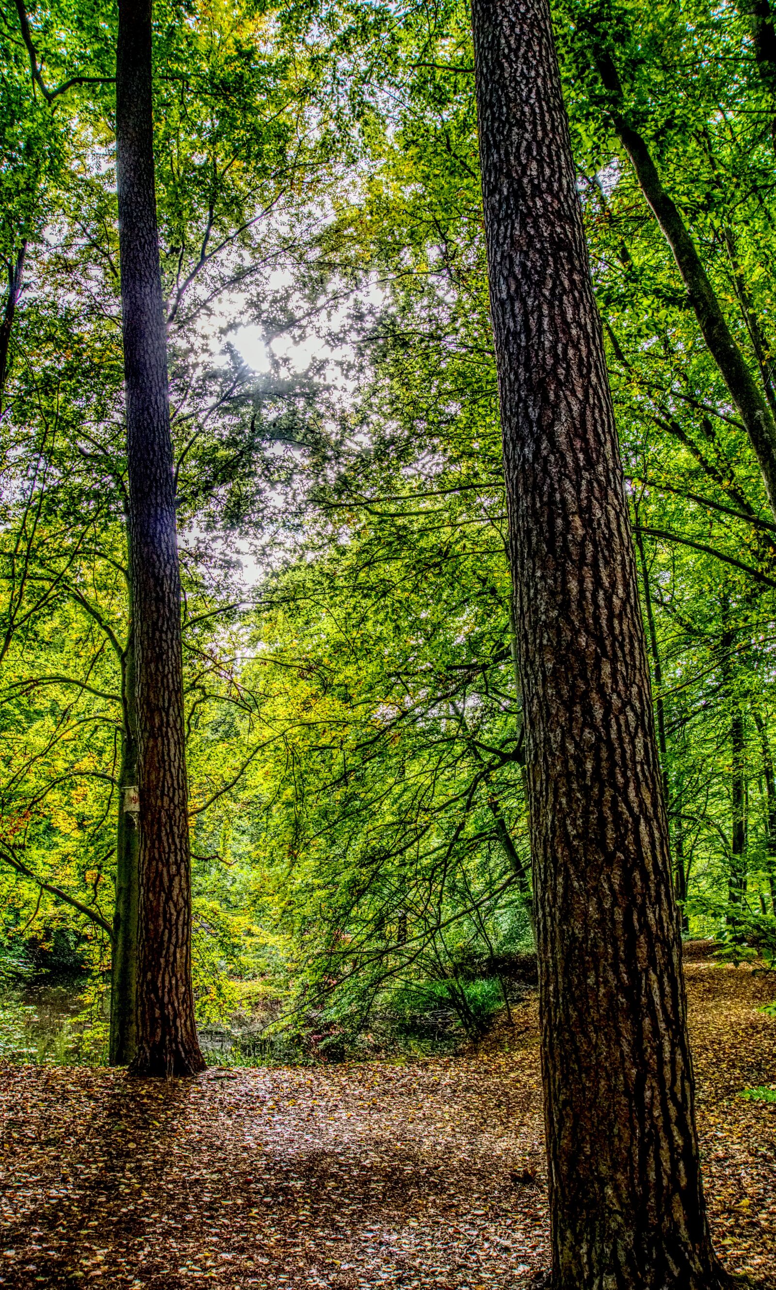 Sony E 16-50mm F3.5-5.6 PZ OSS sample photo. Forest, leaves, tree photography