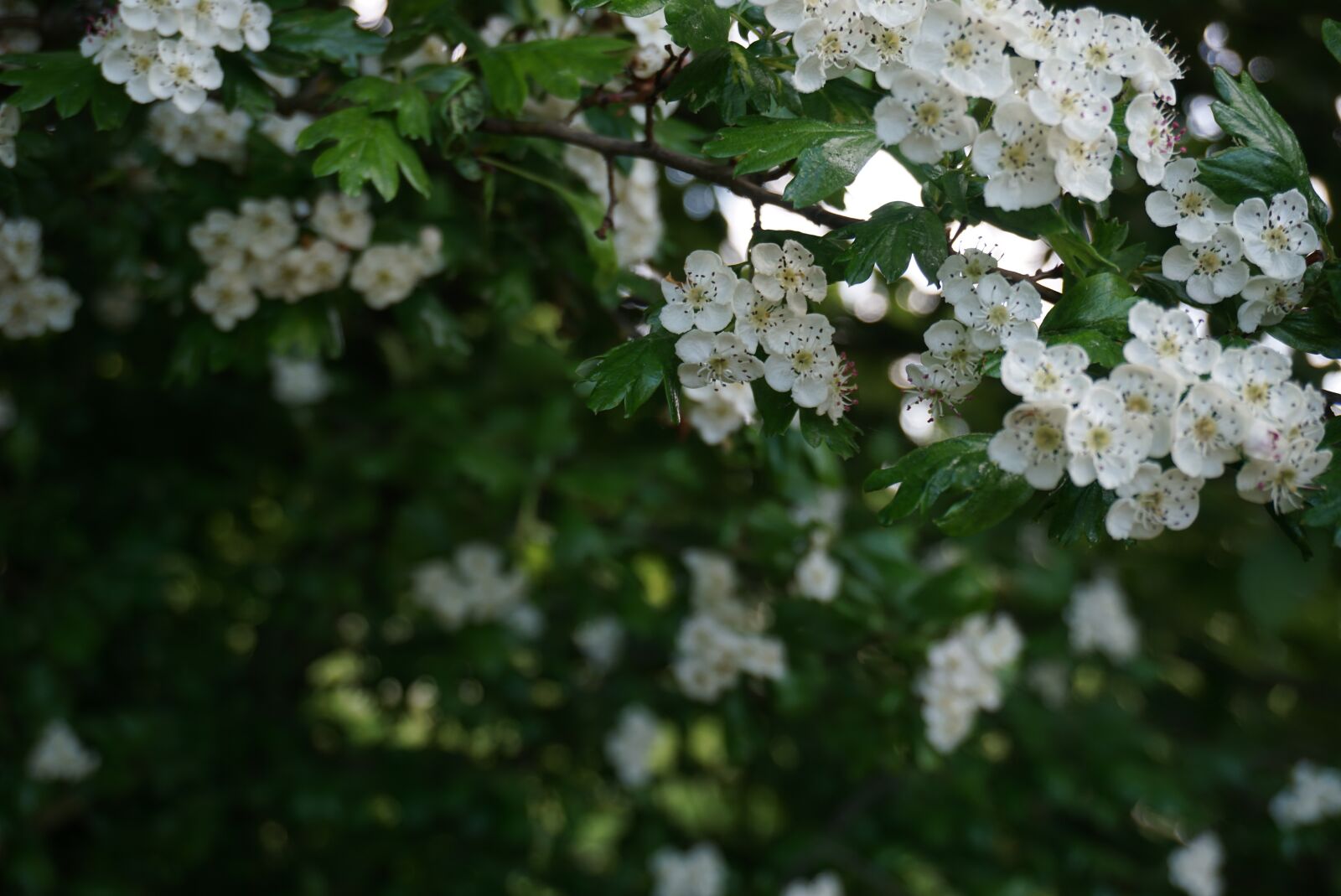 Sony a6000 sample photo. Flower, spring, nature photography