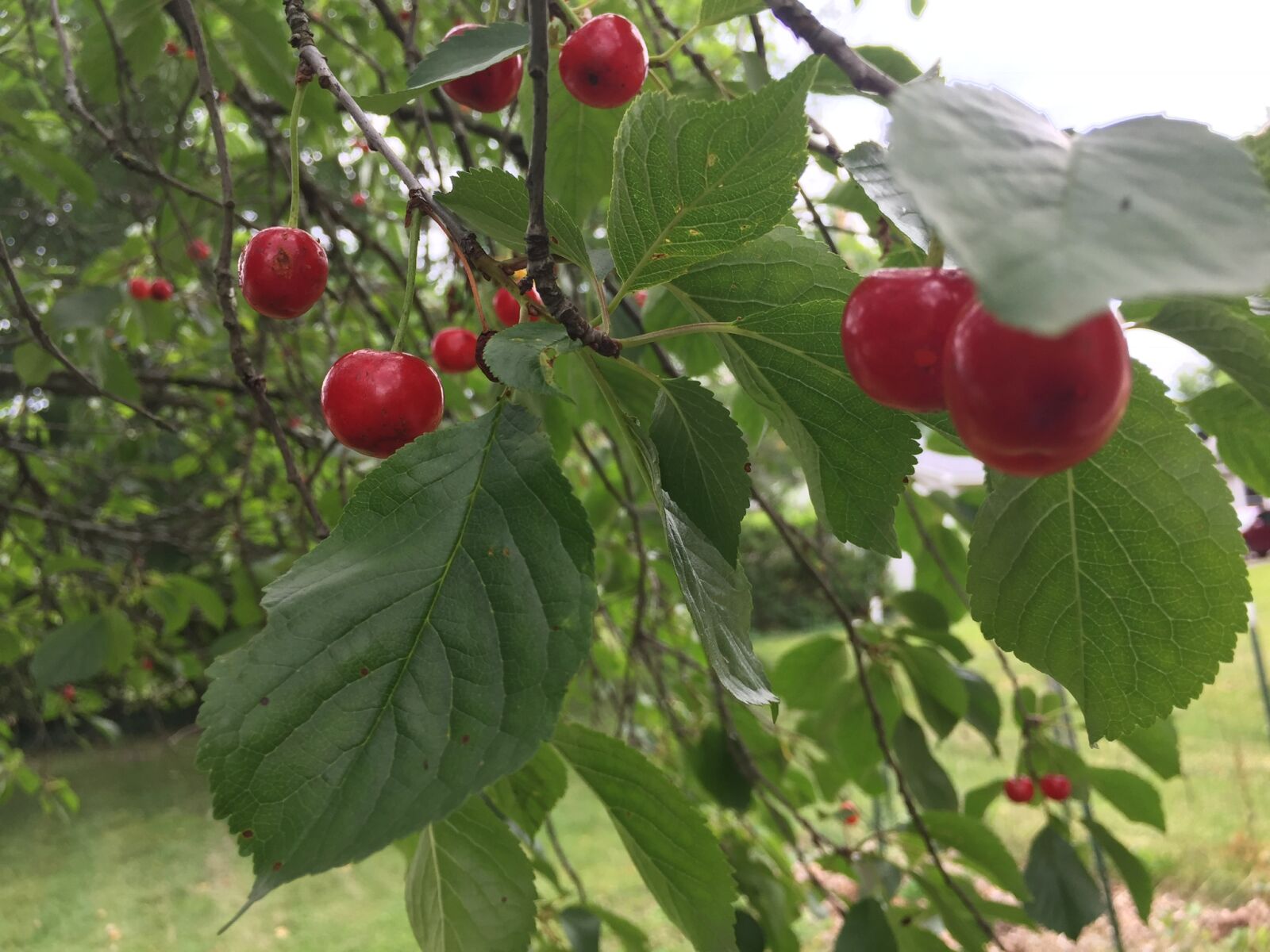 iPhone 6 back camera 4.15mm f/2.2 sample photo