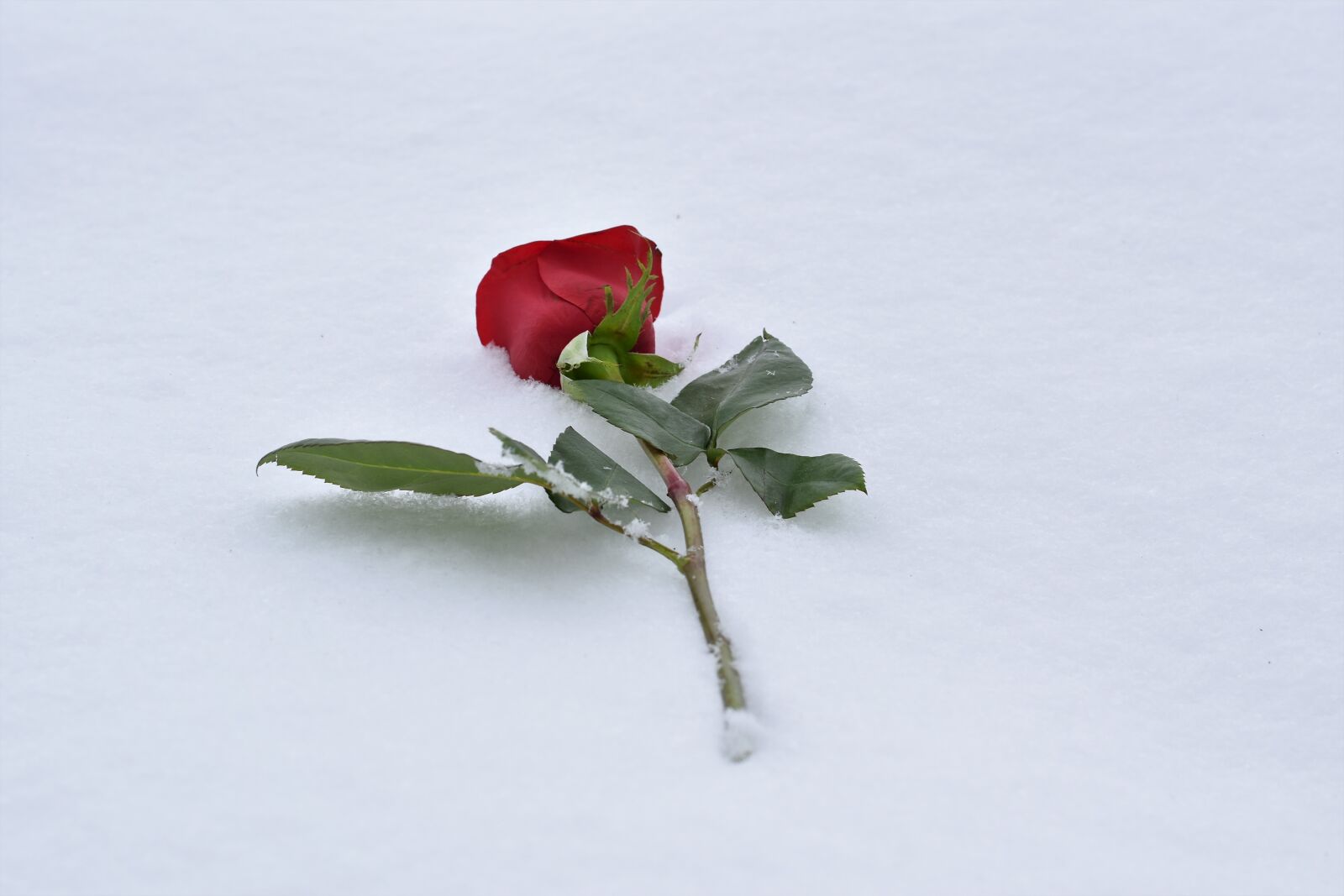 Nikon D5600 sample photo. Red rose in snow photography