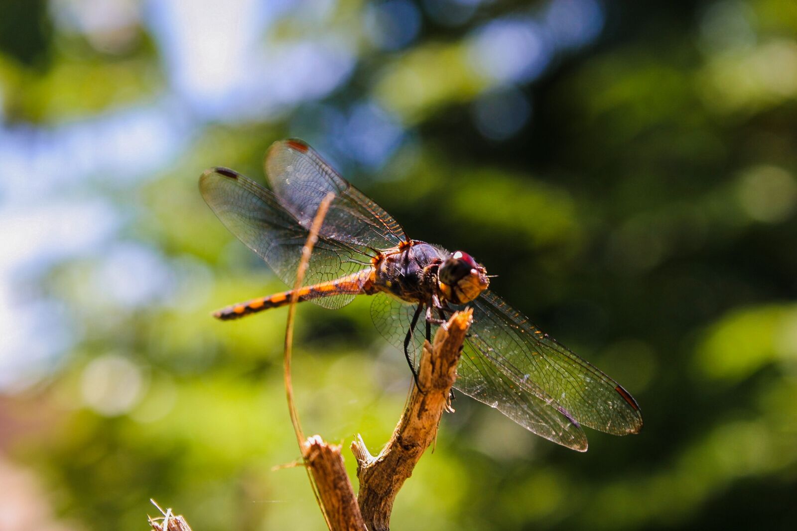 Canon EOS 20D sample photo. Dragonfly, natural, nature photography