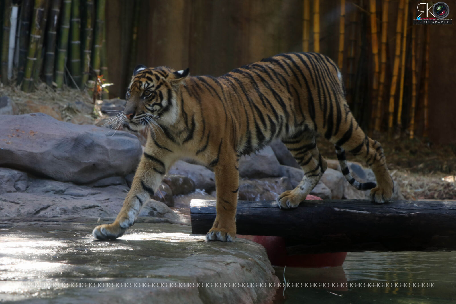 Canon EOS 80D sample photo