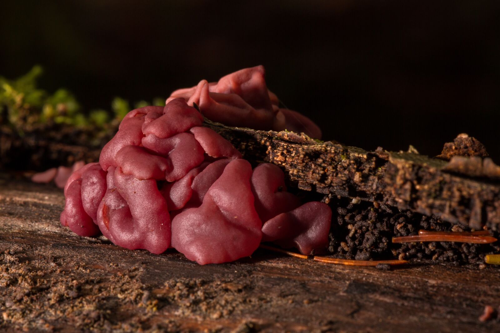 Canon EOS 7D sample photo. Mushroom, gelatinous fungus, tree photography