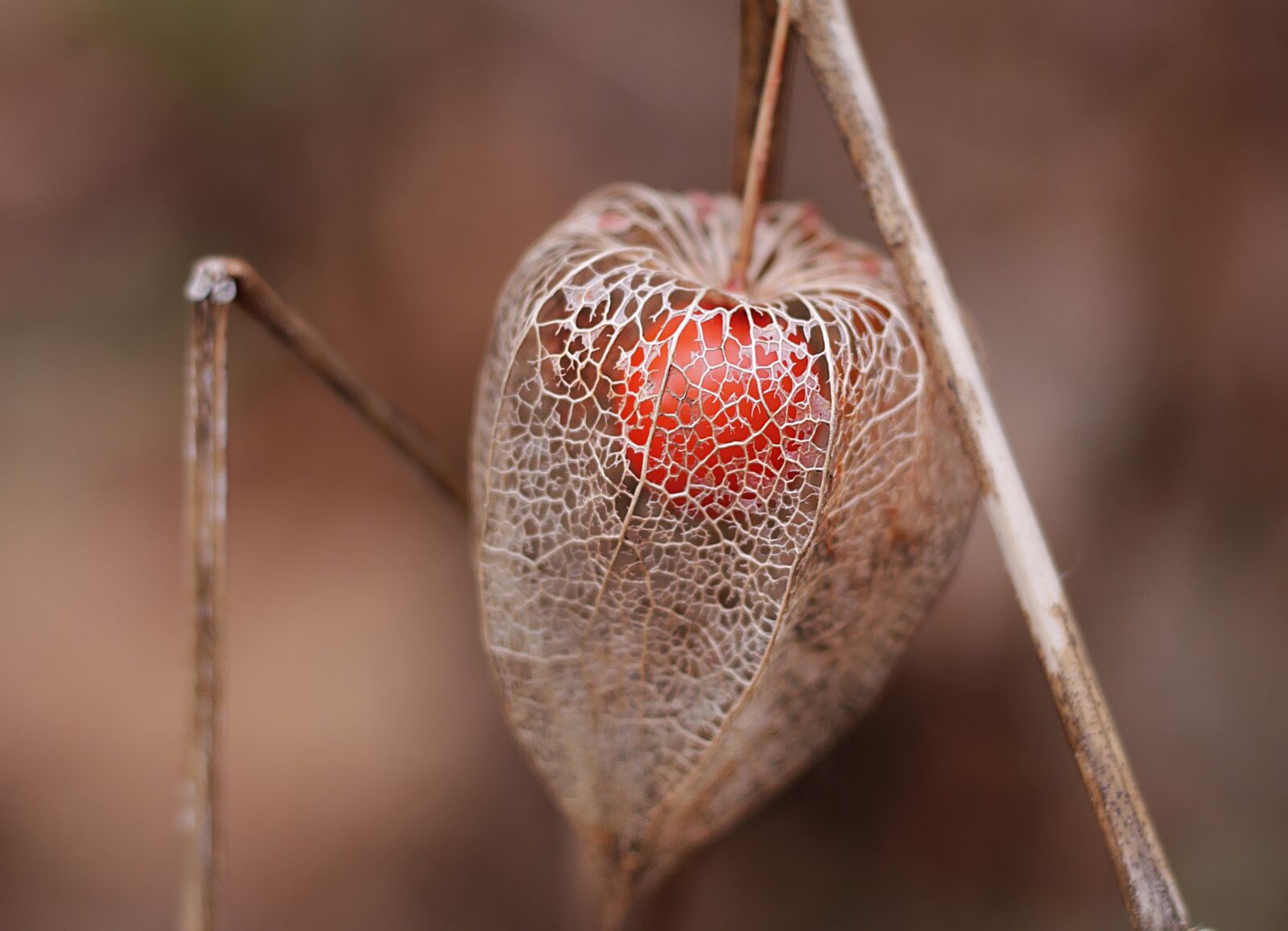 Canon EOS 100D (EOS Rebel SL1 / EOS Kiss X7) sample photo. Physalis, cape gooseberry, winter photography