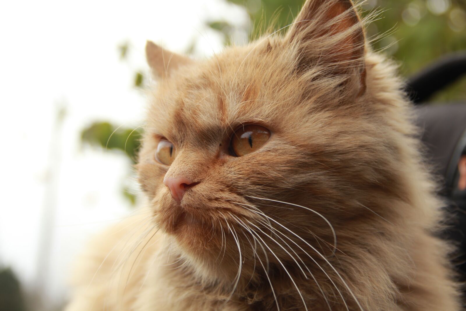 Canon EOS 600D (Rebel EOS T3i / EOS Kiss X5) sample photo. Animals, cat, cute photography