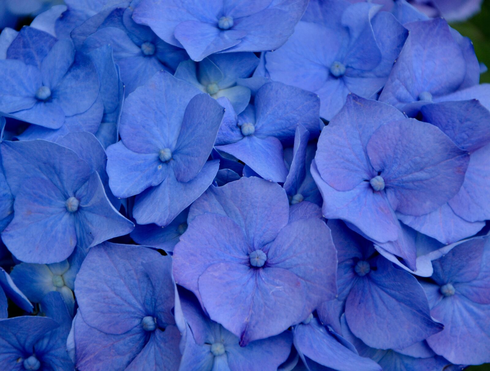 Nikon D5200 sample photo. Hydrangea, flower, blue photography