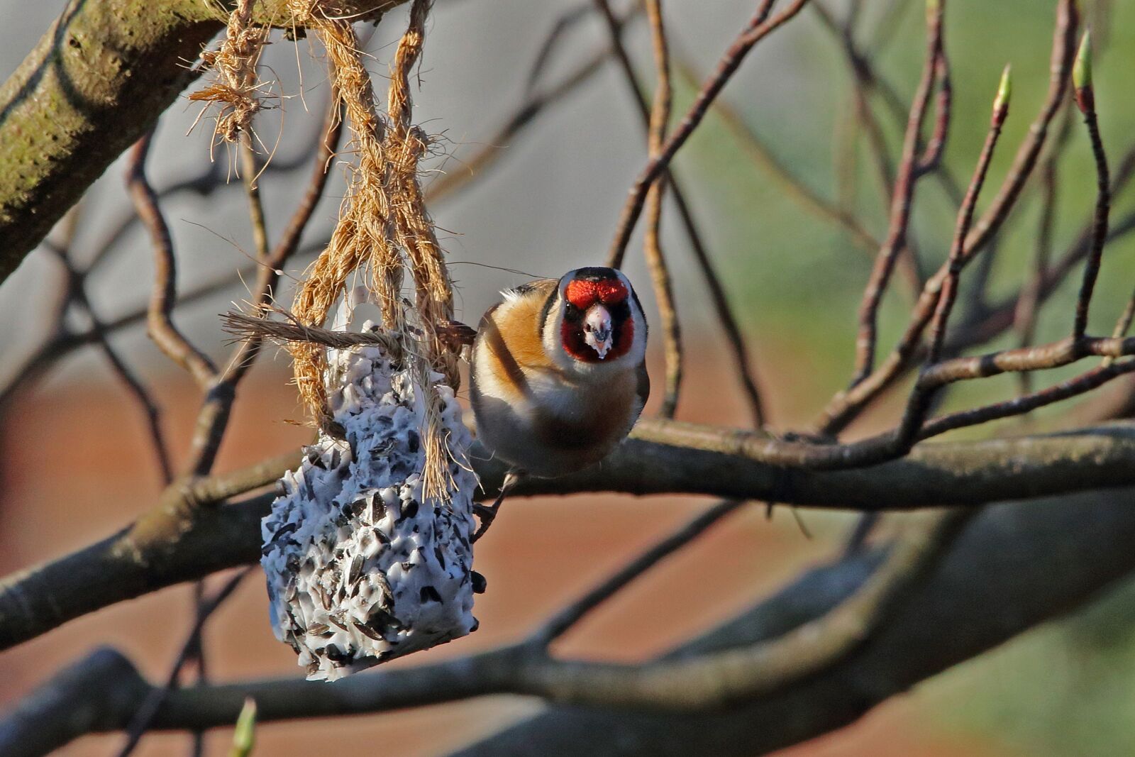 Canon EOS 80D sample photo. Stieglitz, bird, songbird photography