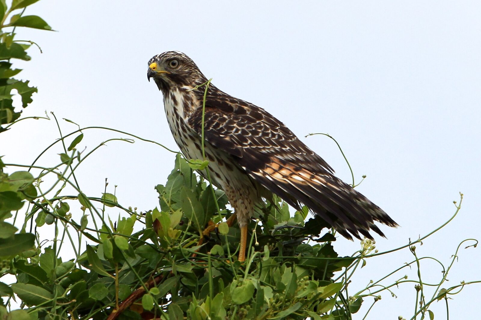 Canon EOS-1D Mark IV sample photo. Red-shouldered hawk, wildlife, perched photography
