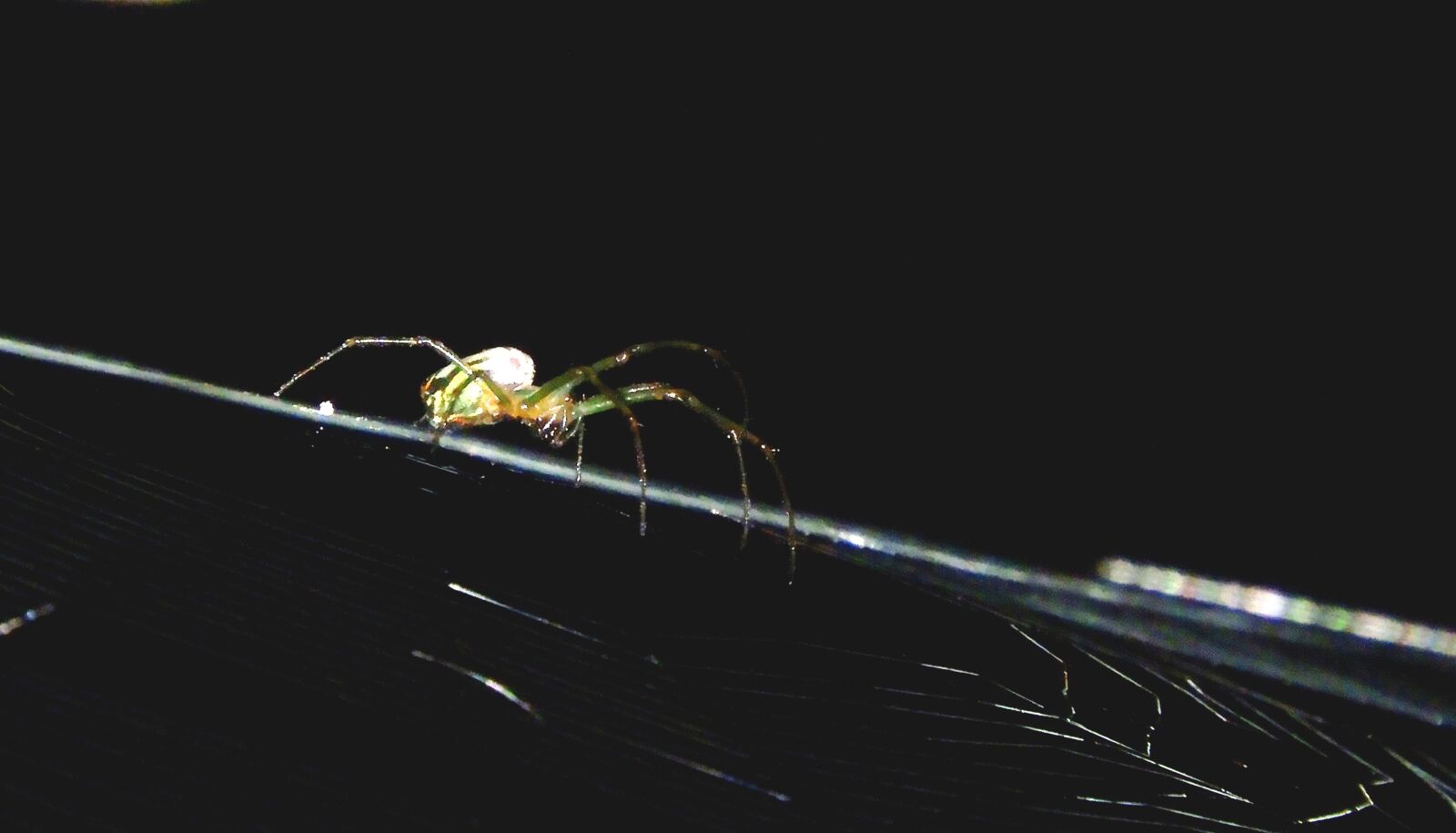 Nikon Coolpix B700 sample photo. Macro, insect, garden photography