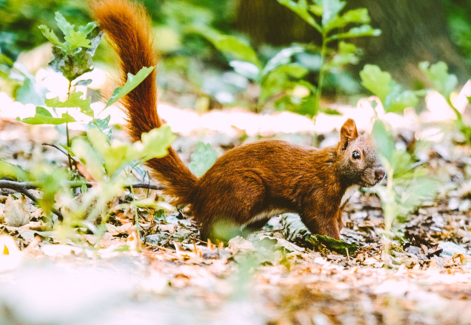 Fujifilm X-T2 + Fujifilm XF 18-135mm F3.5-5.6 R LM OIS WR sample photo. Squirrel, wild animal, rodent photography