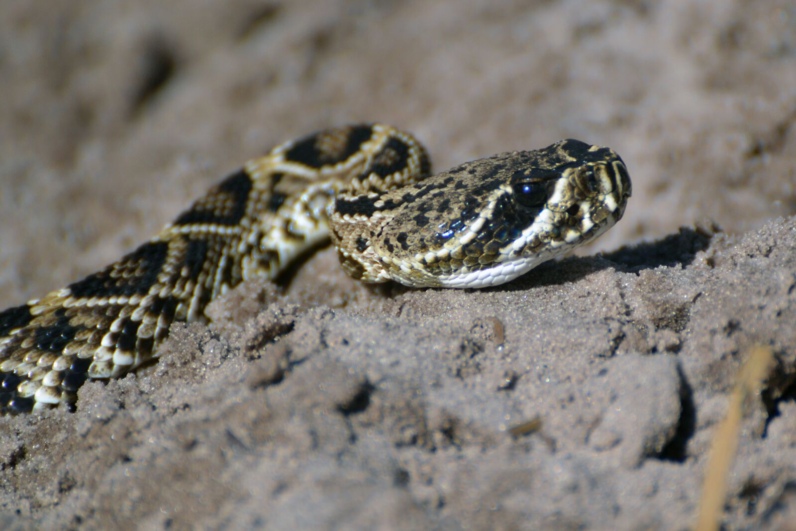 Nikon D3100 sample photo. Copperhead, florida, snake photography