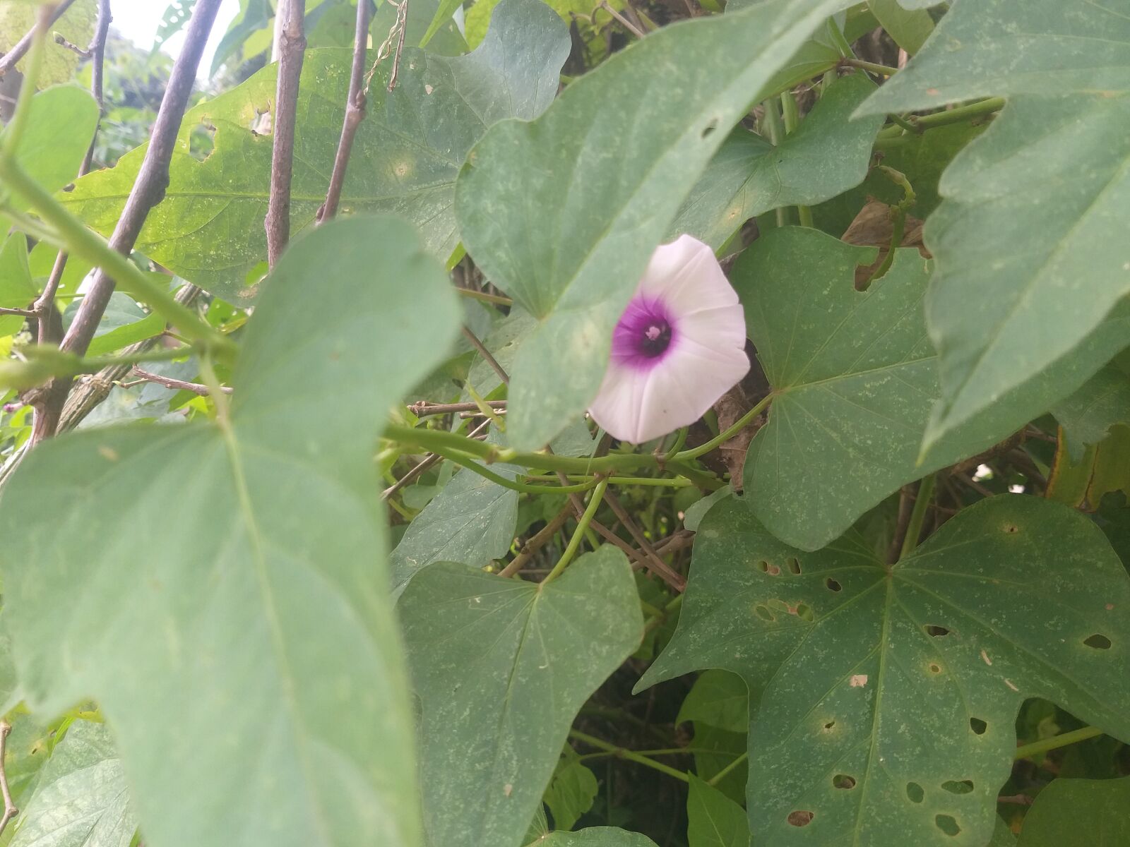 Samsung Galaxy J8 sample photo. Flor, bioma, cerrado photography