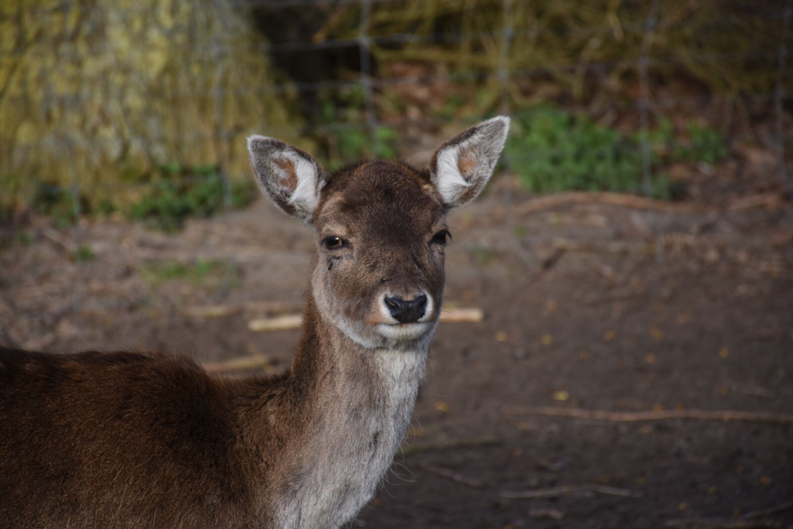 Nikon D7200 sample photo. Deer, nature, animal photography