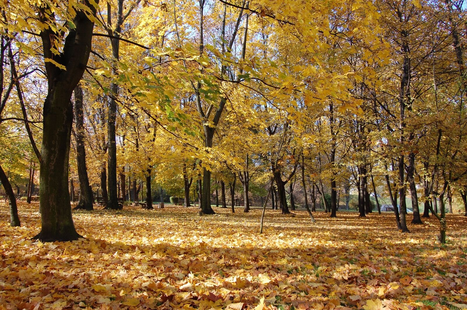 Nikon D40 sample photo. Autumn, park, october photography