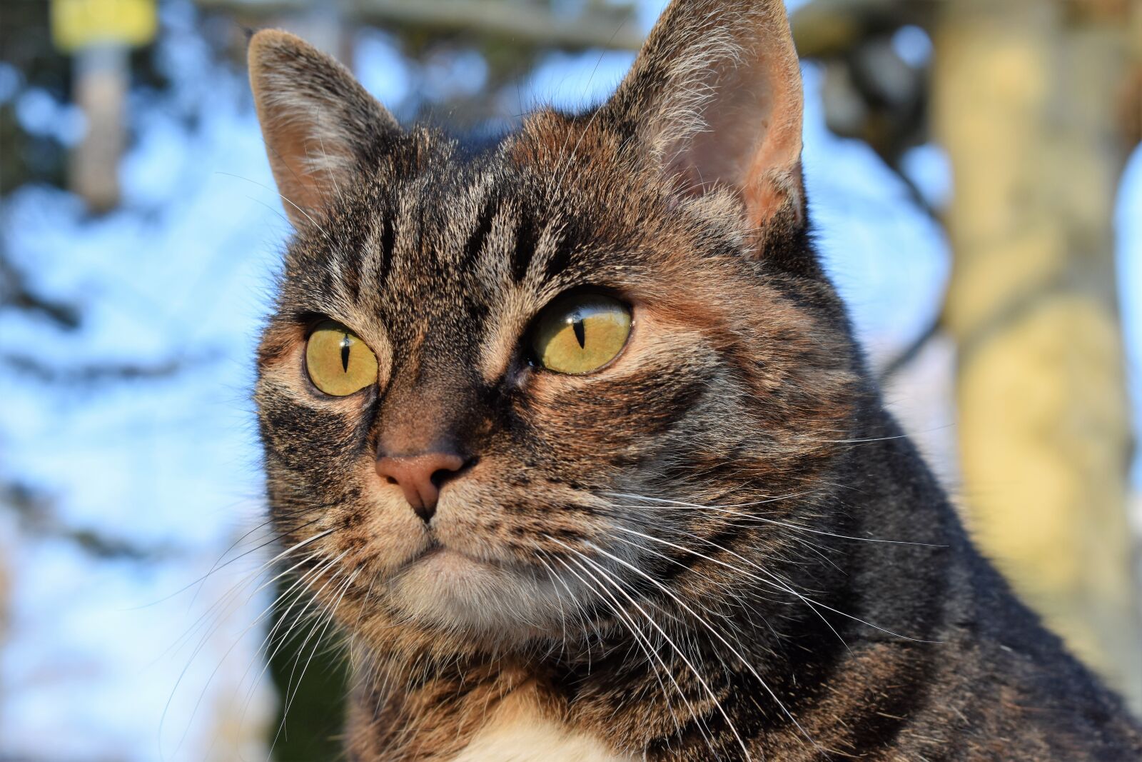 Nikon D5500 sample photo. Cat, mackerel, view photography
