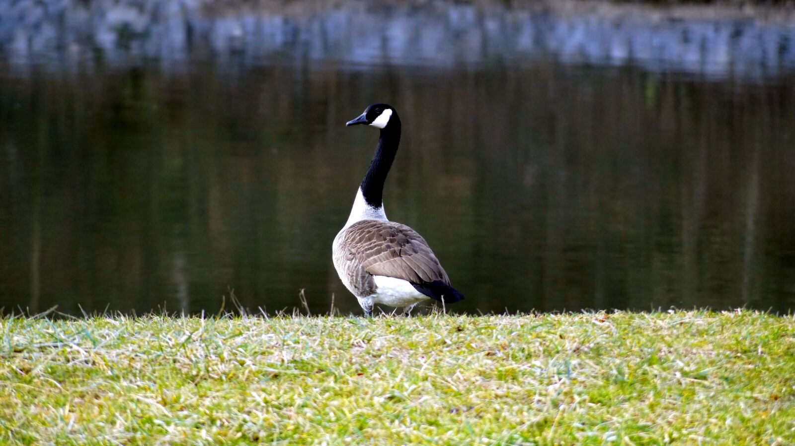 Sony SLT-A58 sample photo. Goose, bird, nature photography