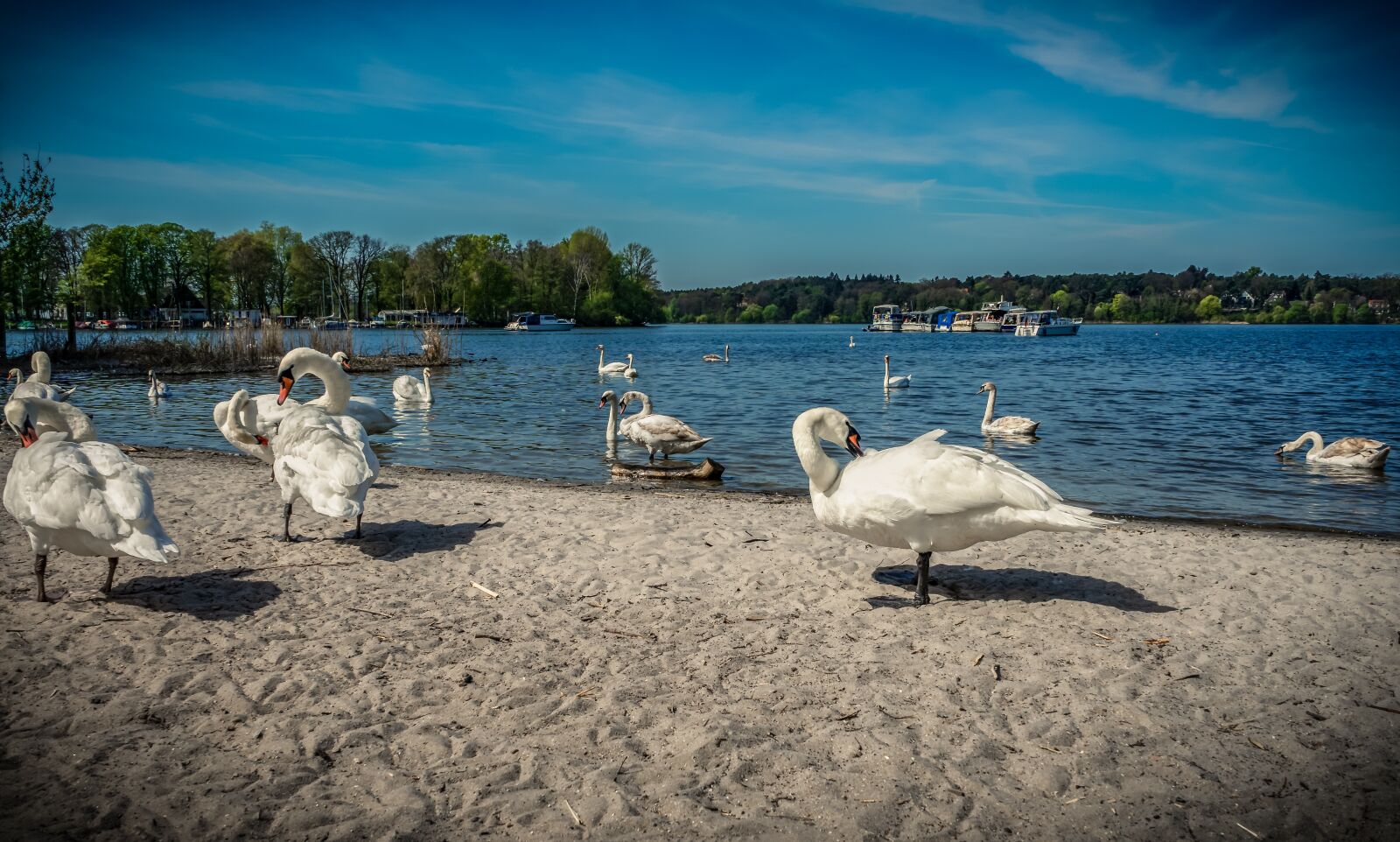 Sony a7 II + Sony FE 28-70mm F3.5-5.6 OSS sample photo. Swan, water, lake photography