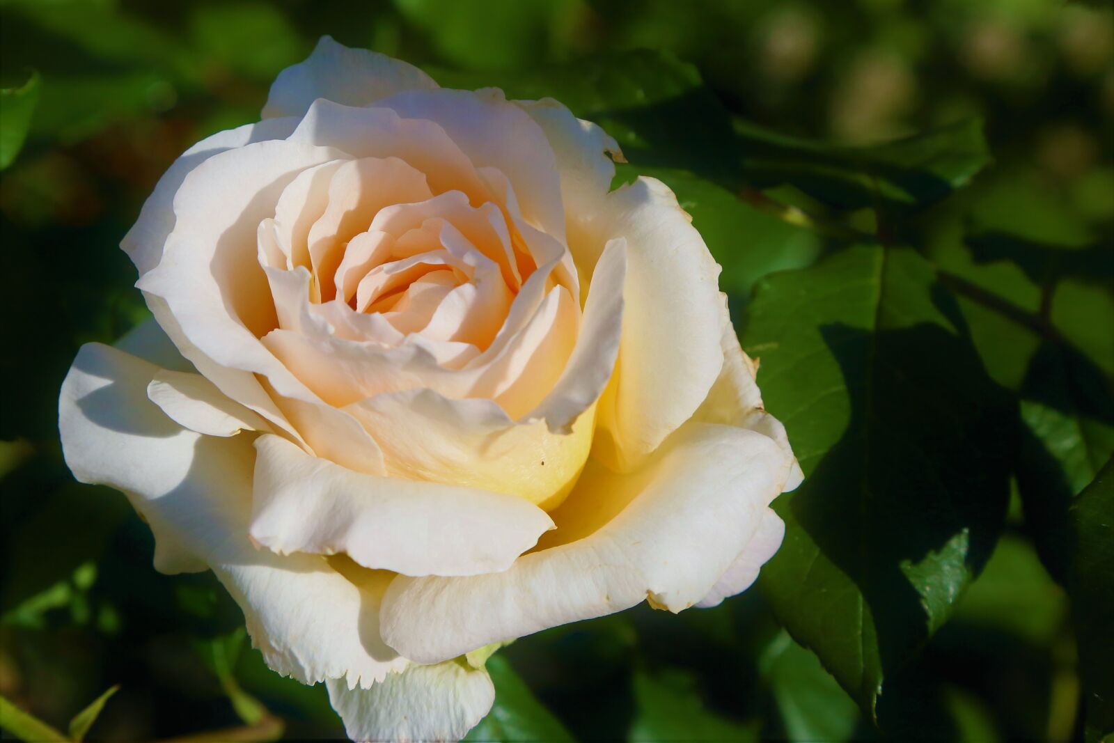 Canon EF 24-105mm F4L IS USM sample photo. Rose, nature, spring photography