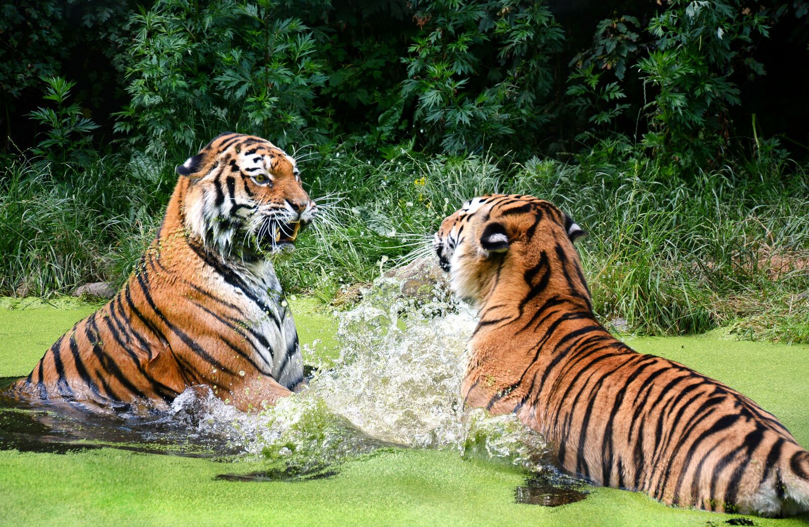 Nikon D7100 sample photo. Tiger, big cat, zoo photography