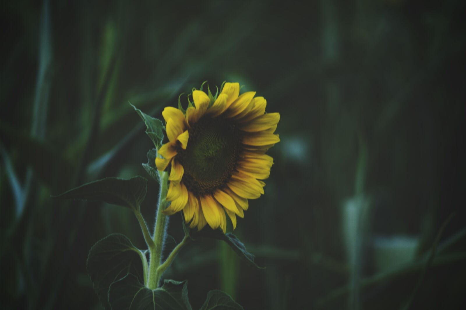 Samsung NX2000 sample photo. Sunflower, green, plant photography
