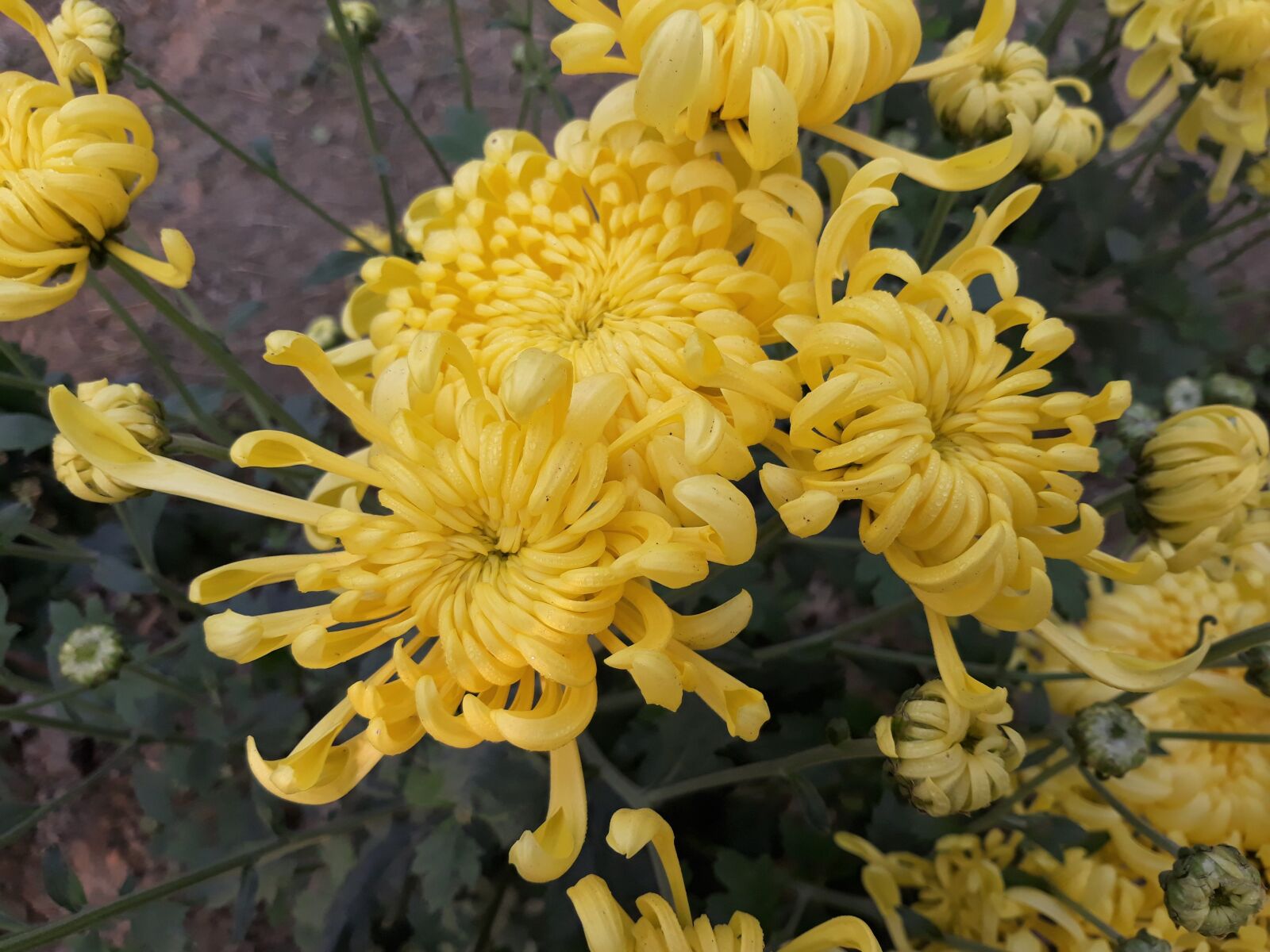 Samsung Galaxy J7 Pro sample photo. Flower, nature, flora photography
