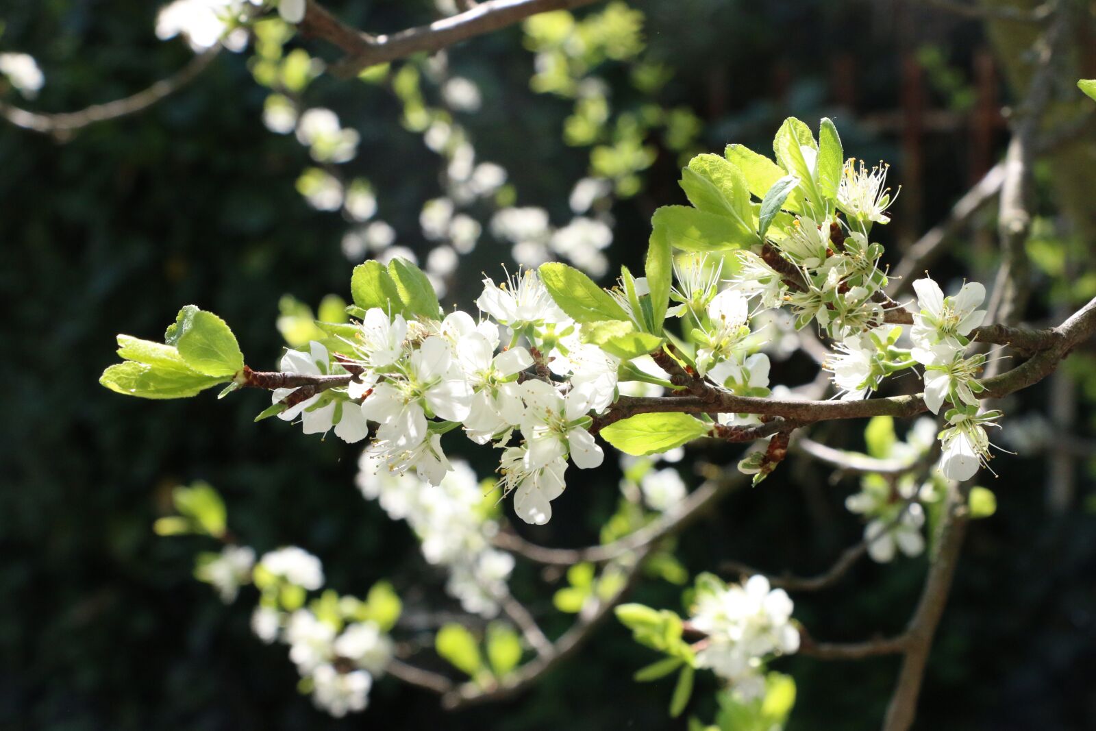 Canon EOS 70D sample photo. Nature, spring, bloom photography