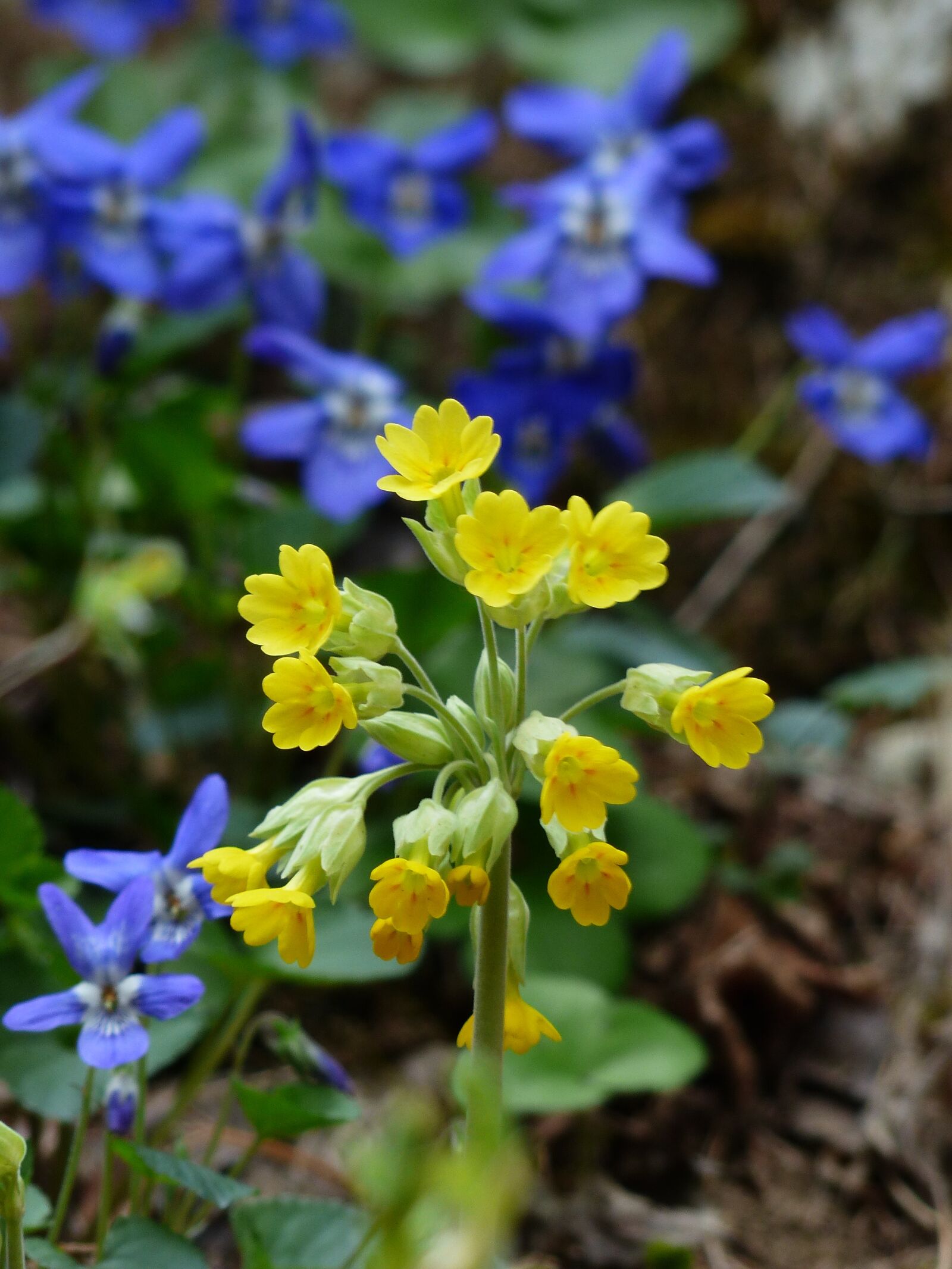 Panasonic Lumix DMC-FZ200 sample photo. Cowslip, veris, flowers photography