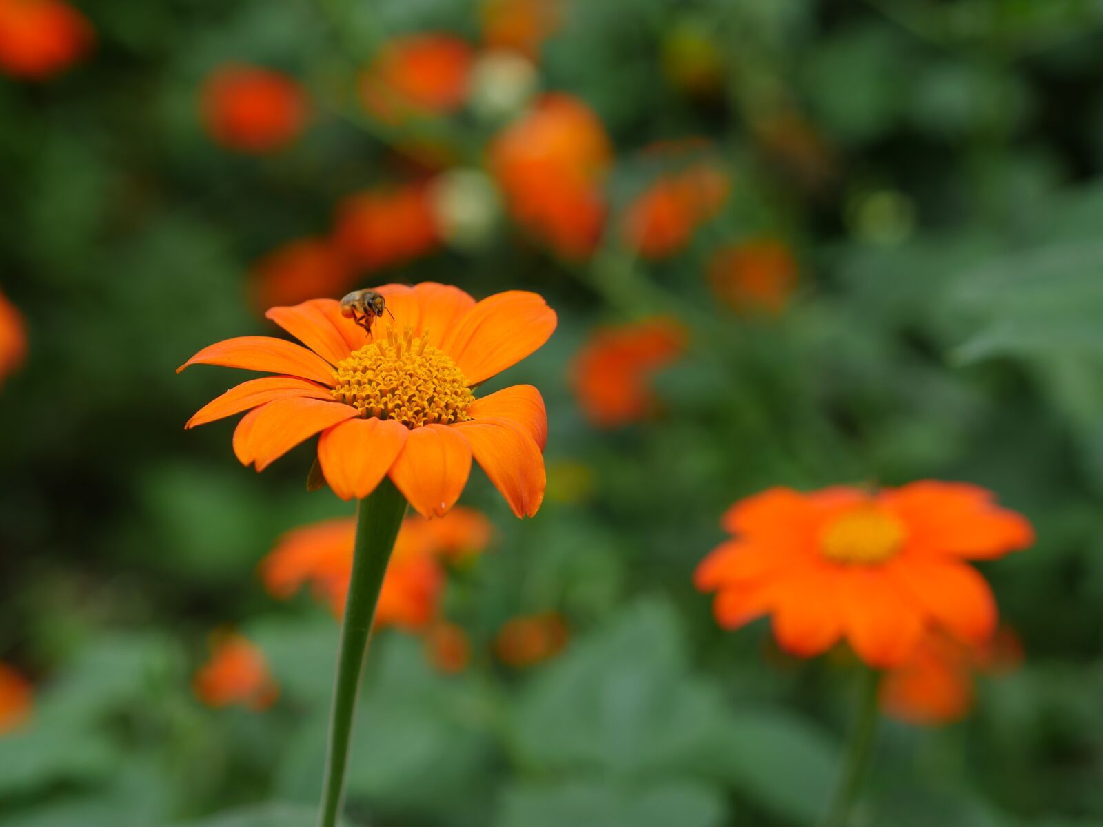 Panasonic Lumix DMC-GH4 sample photo. Flower, blossom, bloom photography
