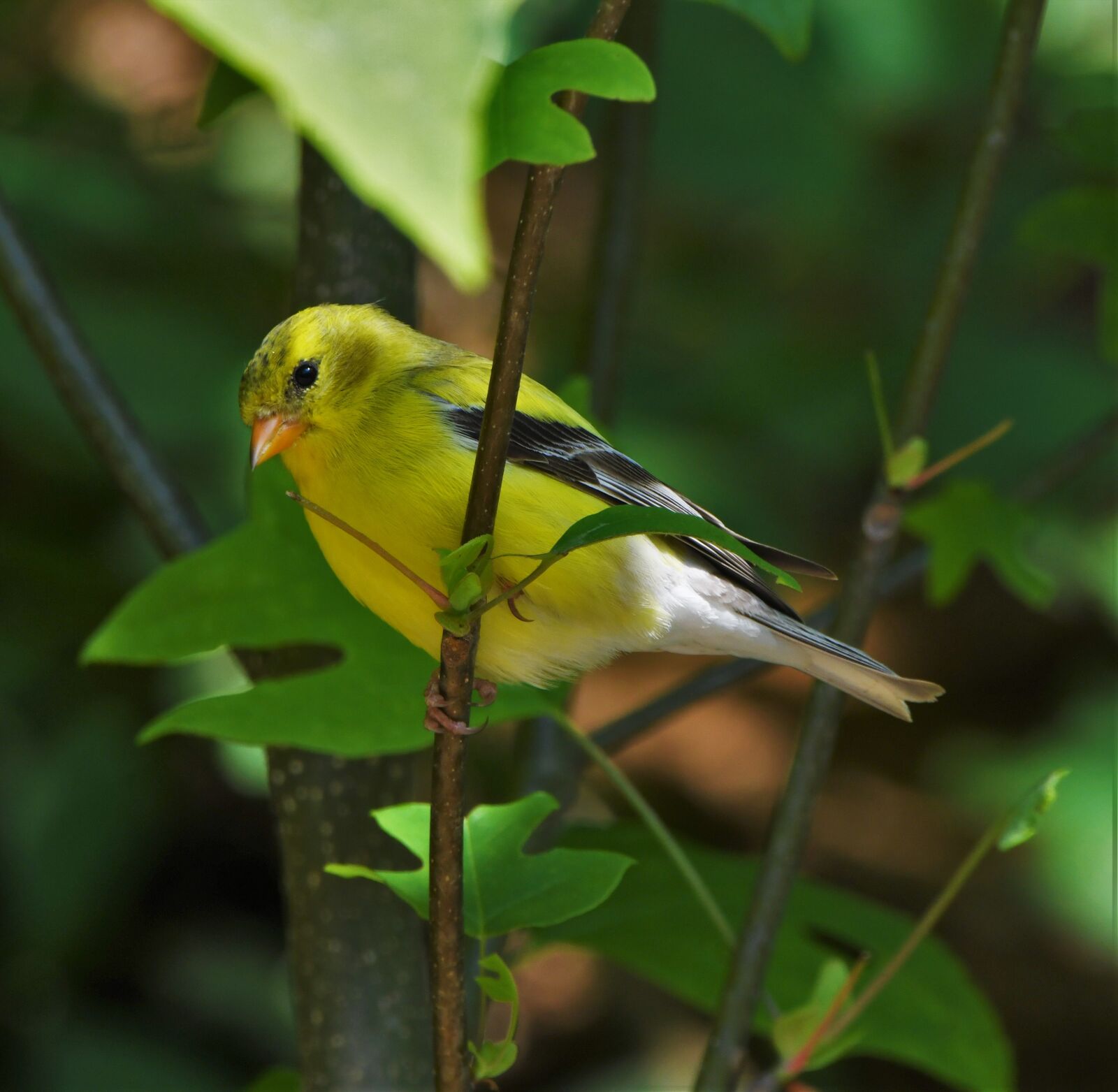 Nikon D850 sample photo. Bird, finch, nature photography