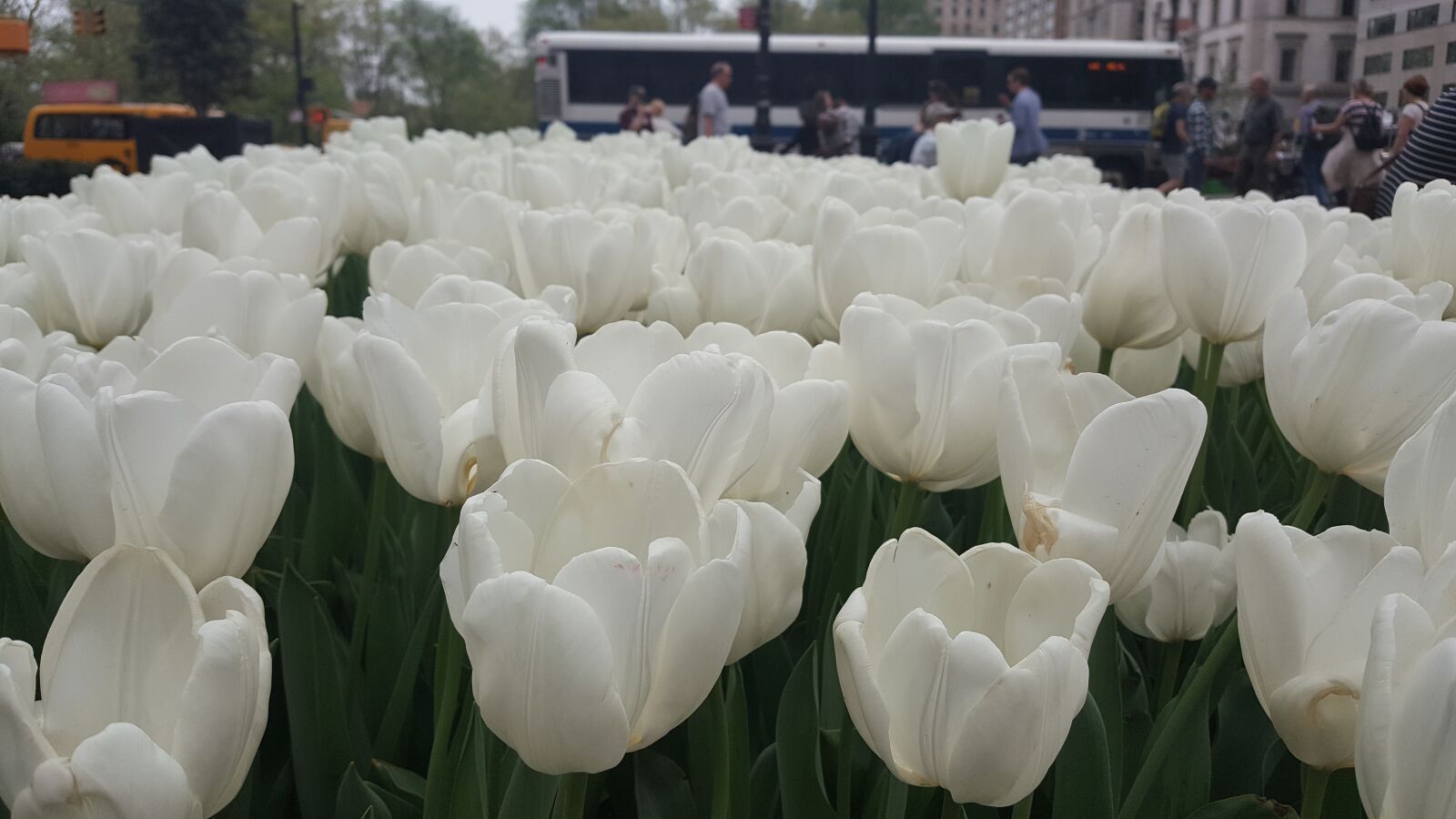 Samsung Galaxy Note5 sample photo. Beautiful, flowers, nature, new photography