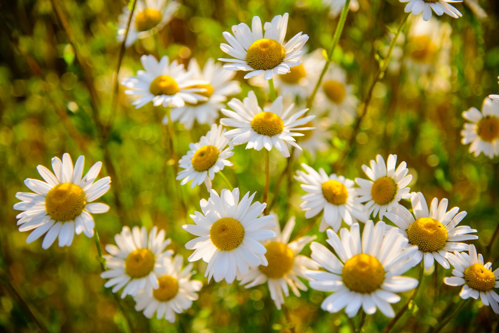 Nikon D800 sample photo. Macro, nature, flower photography