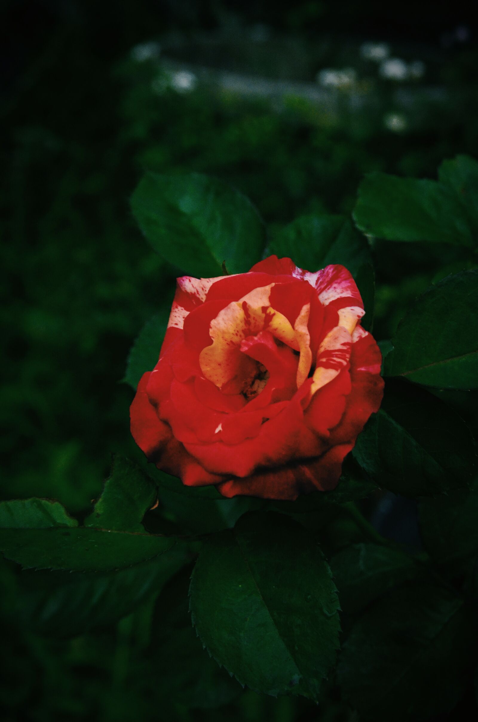 Nikon D7000 sample photo. Flower, nature, background photography