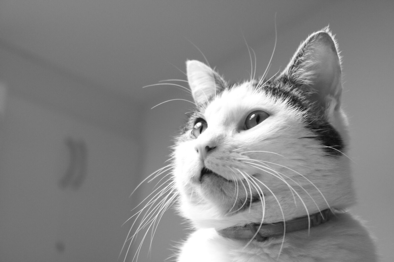 Canon EOS 750D (EOS Rebel T6i / EOS Kiss X8i) sample photo. Cat, pet, cat face photography