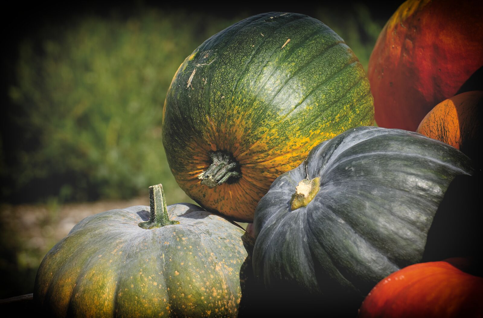 Nikon D7200 sample photo. Pumpkins, colorful, autumn photography