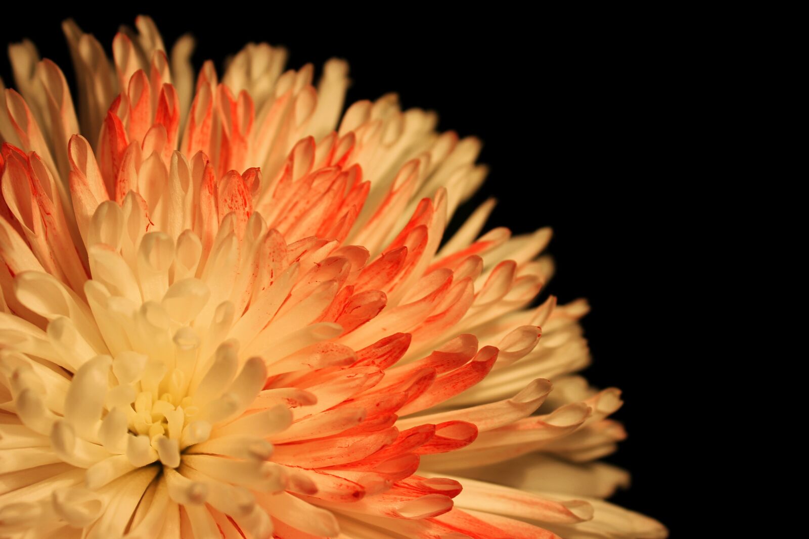 Canon EOS 1100D (EOS Rebel T3 / EOS Kiss X50) sample photo. Chrysanthemum, blossom, bloom photography