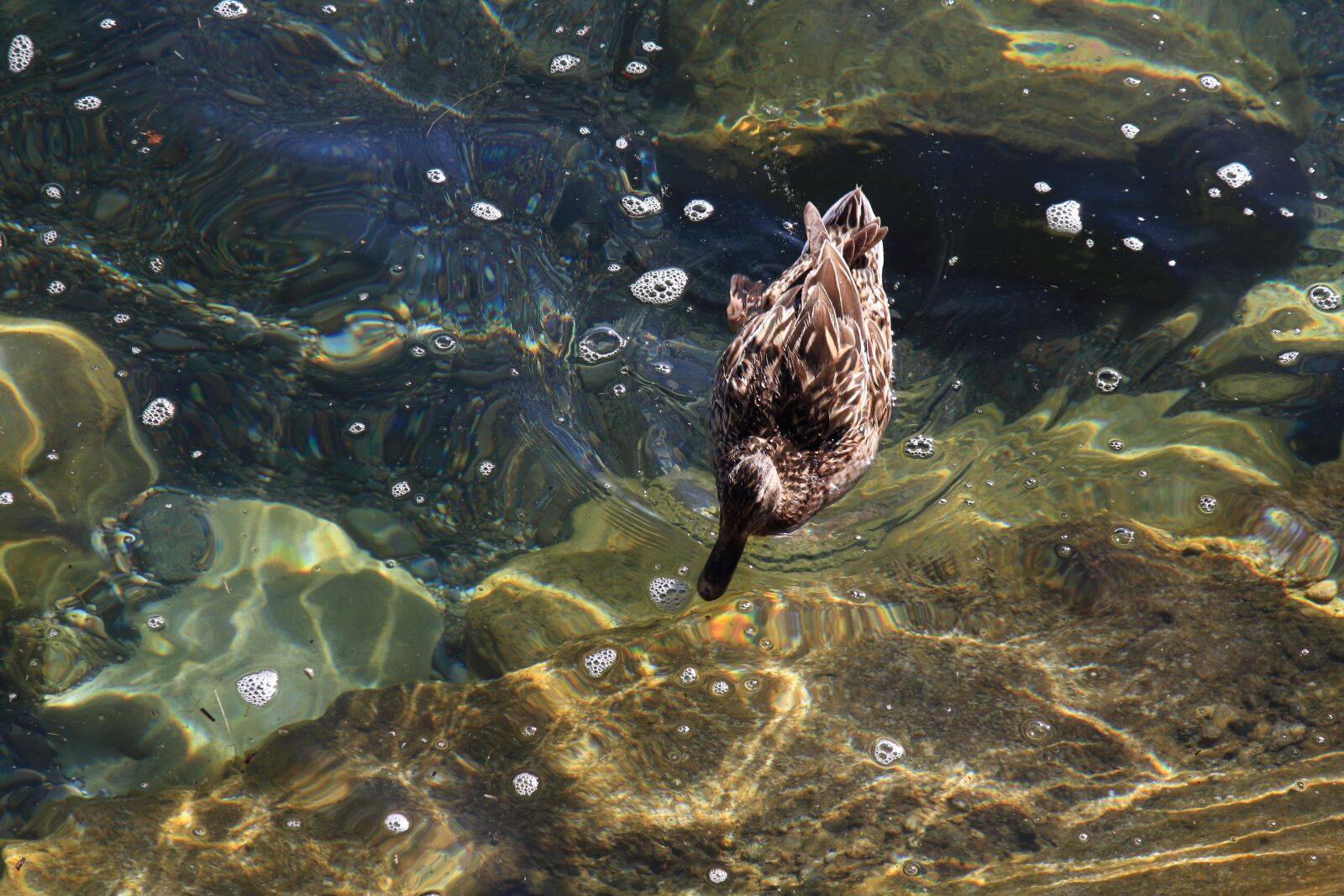 Canon EOS 7D sample photo. Duck, lake constance, water photography