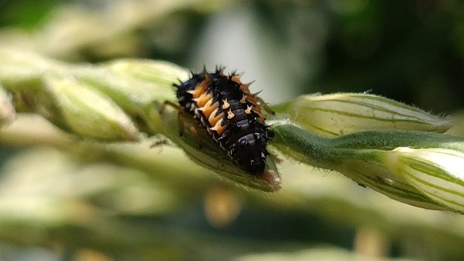 OnePlus 5 sample photo. Ladybug, larva, grass photography