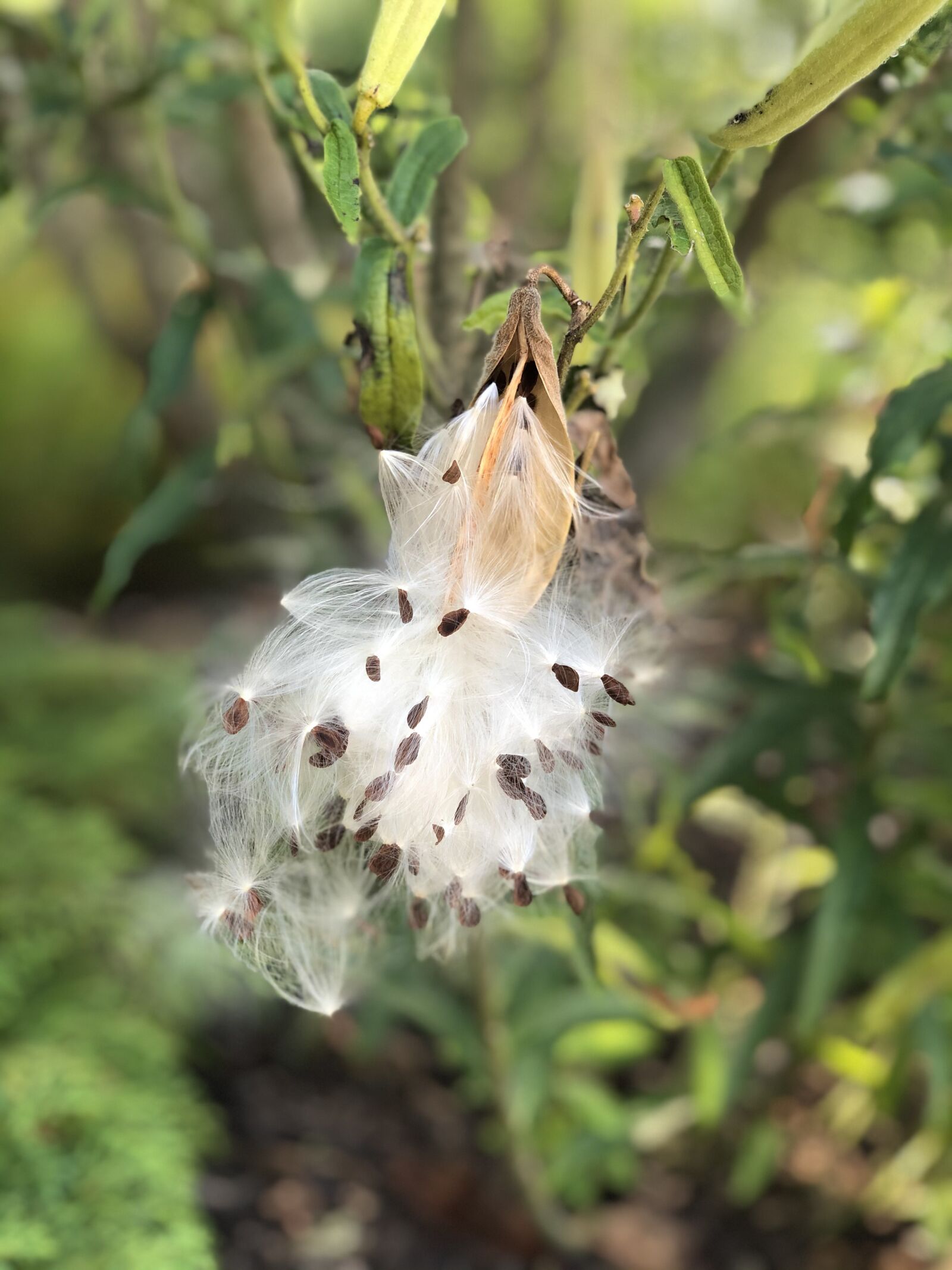 Apple iPhone X sample photo. Nature, milkweed, plant photography
