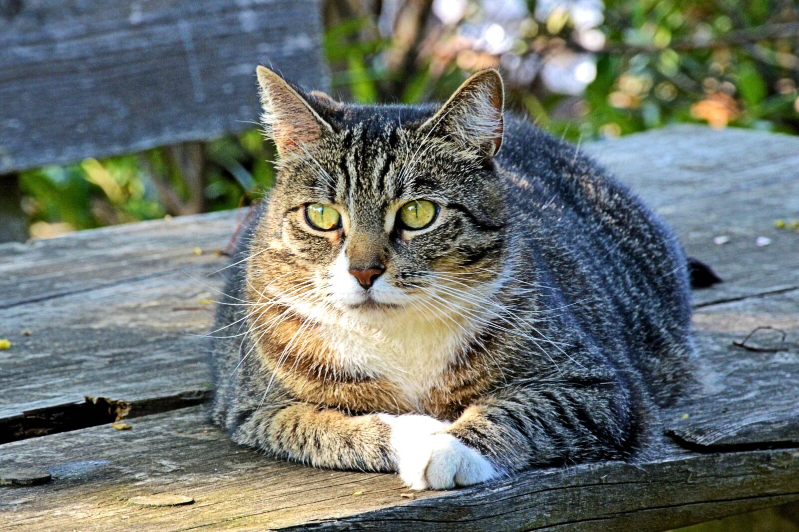 Nikon D3200 sample photo. Cat, mackerel, sunning photography