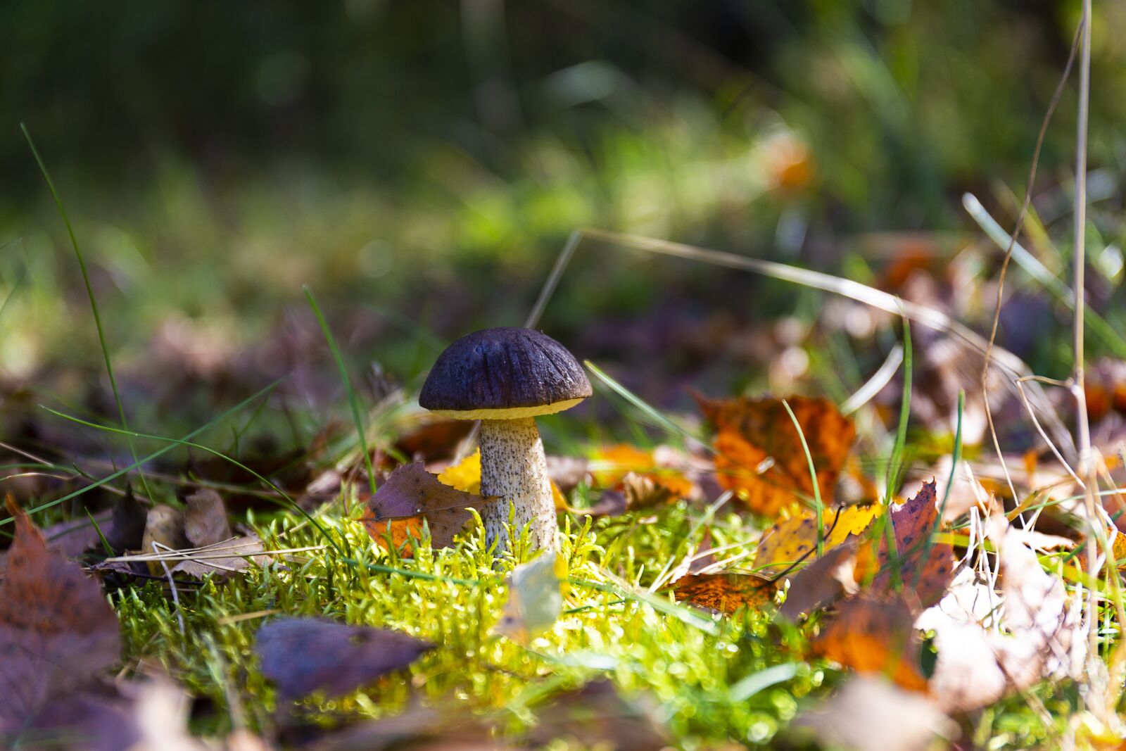 Canon EF 24-70mm F4L IS USM sample photo. Mushroom, autumn, forest photography